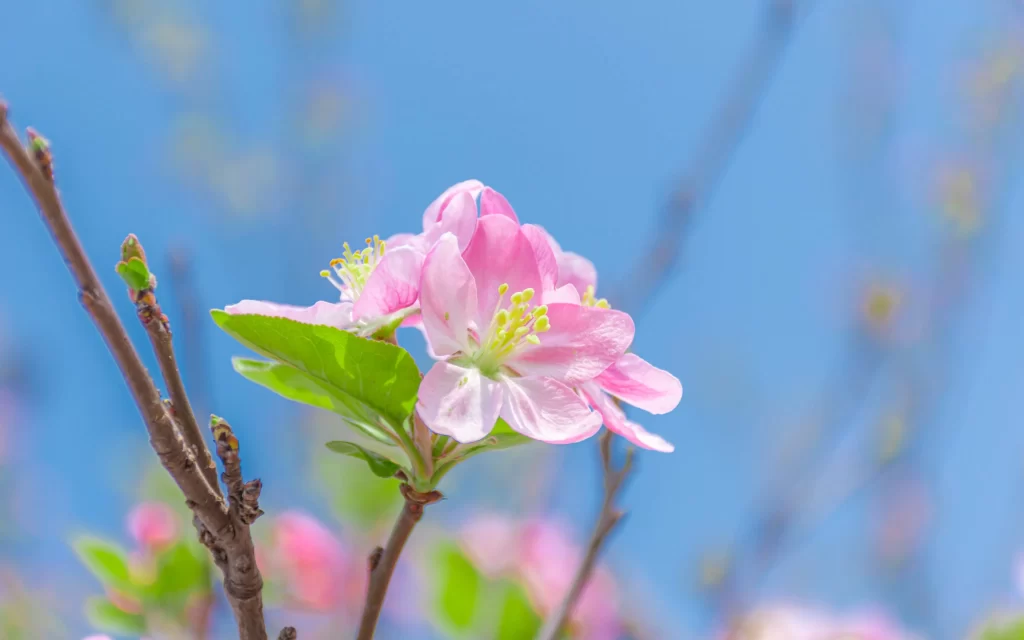Pink Crabapple Blossom Petals Stamen Green cool Leaves