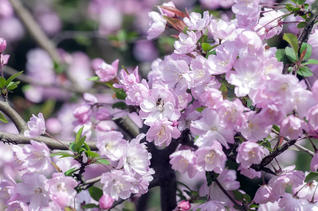 Pink Crabapple Blossom Petals gray Branches