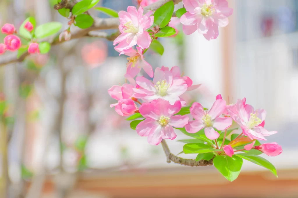 Pink Crabapple Blossom Petals gray Blooming