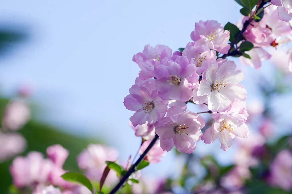 Pink Crabapple Blossom Petals Branch gray Sky