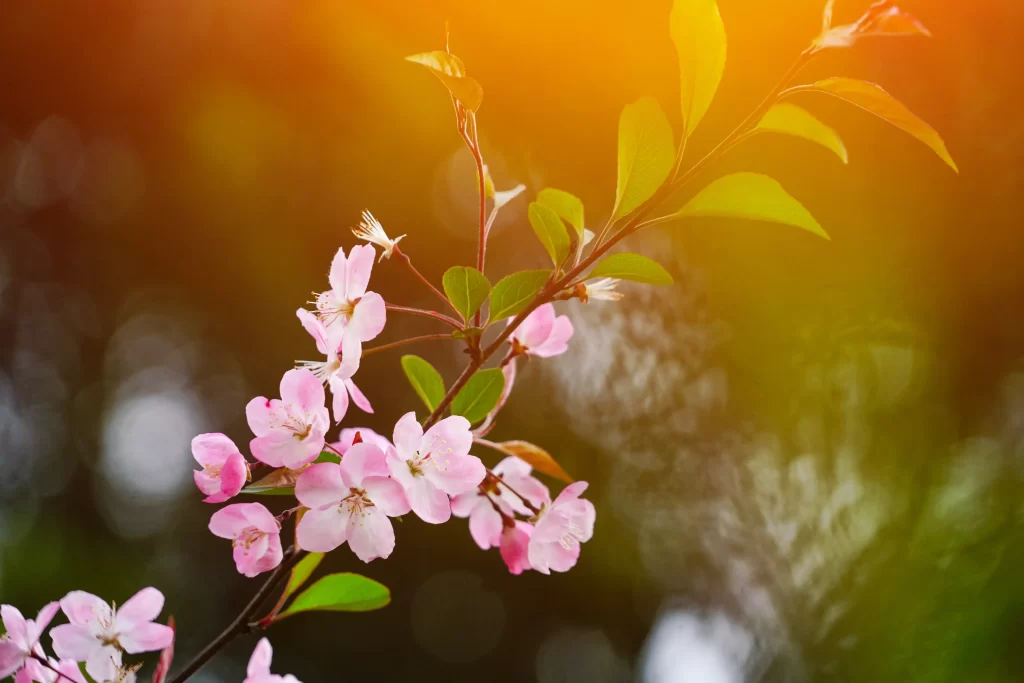 Pink Crabapple Blossom Petals warm Branch