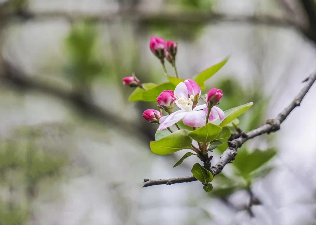 Pink Crabapple Blossom Petals Bud gray Branch