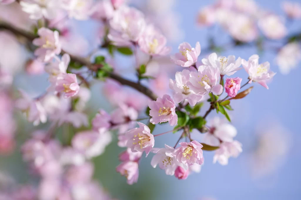 Pink Crabapple Blossom Petals Branches Blue gray Sky