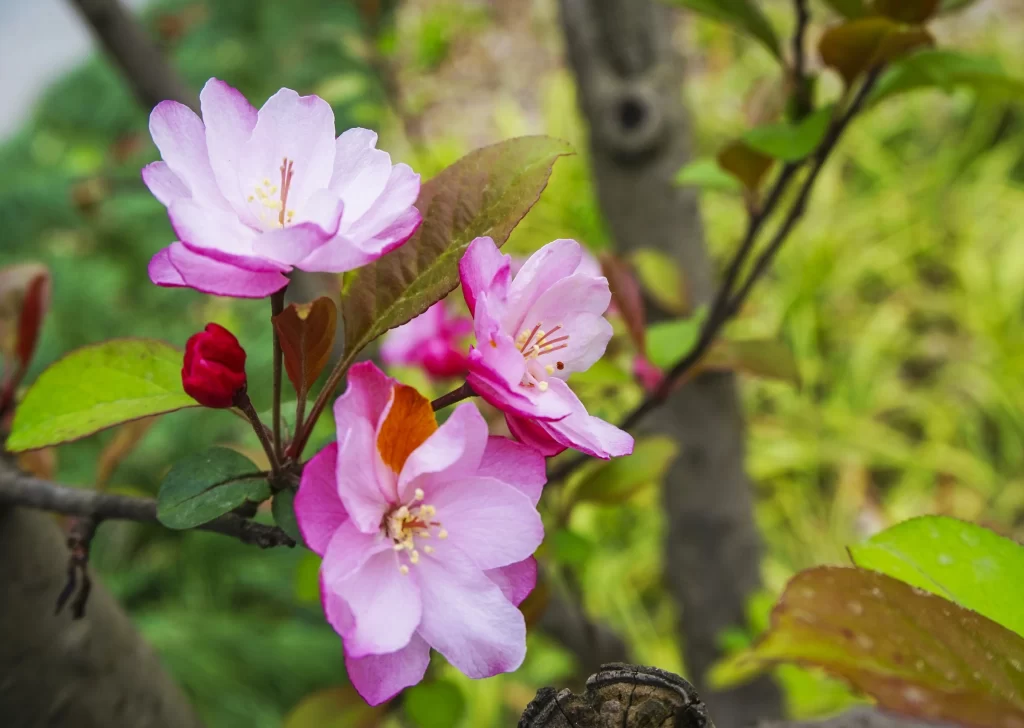 Pink Crabapple Blossom Petals Green warm Leaves
