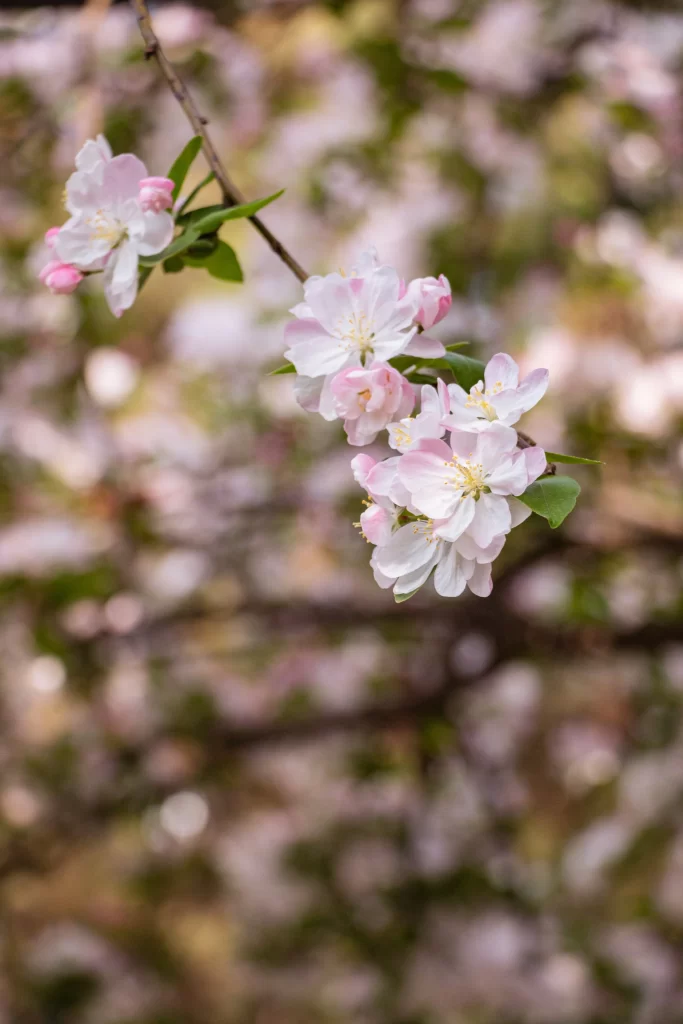 Pink Crabapple Blossom Petals gray Branch