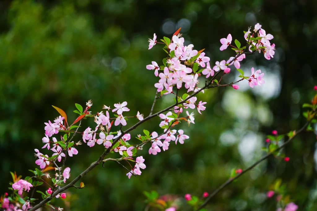 Pink Crabapple Blossom Petals Branches Greenery