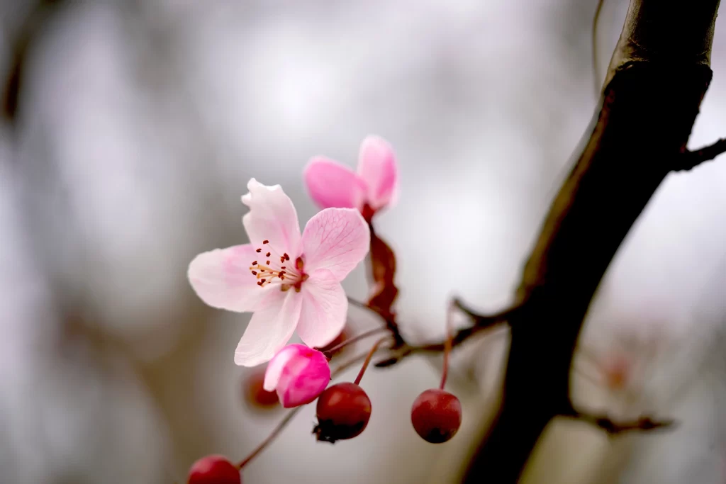 Pink Crabapple Blossom Petals gray Bud