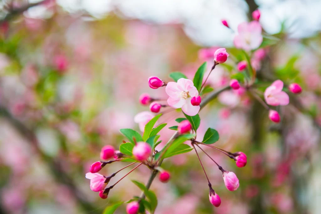 Pink Crabapple Blossom Petals gray Branches