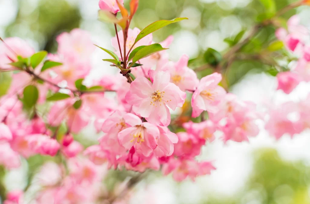 Pink Crabapple Blossom Petals Green gray Leaves