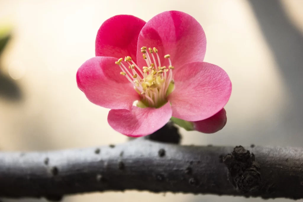 Pink Crabapple Blossom Petals warm Stamen