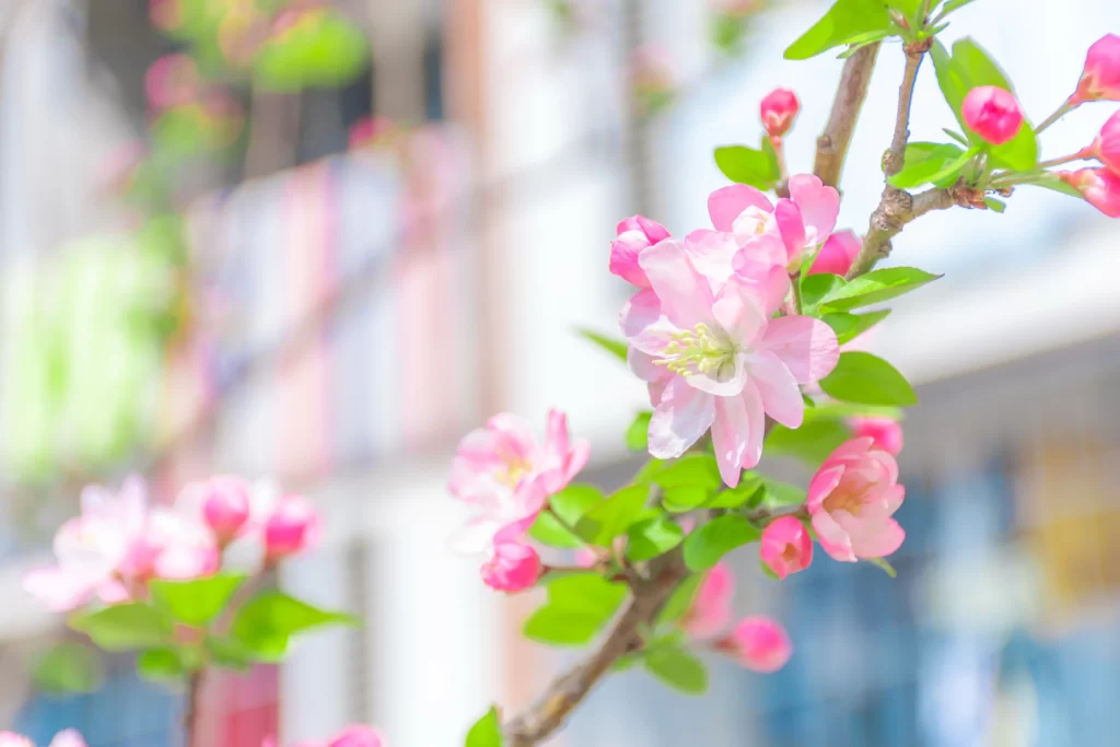 Pink Crabapple Blossom Petals gray Branches