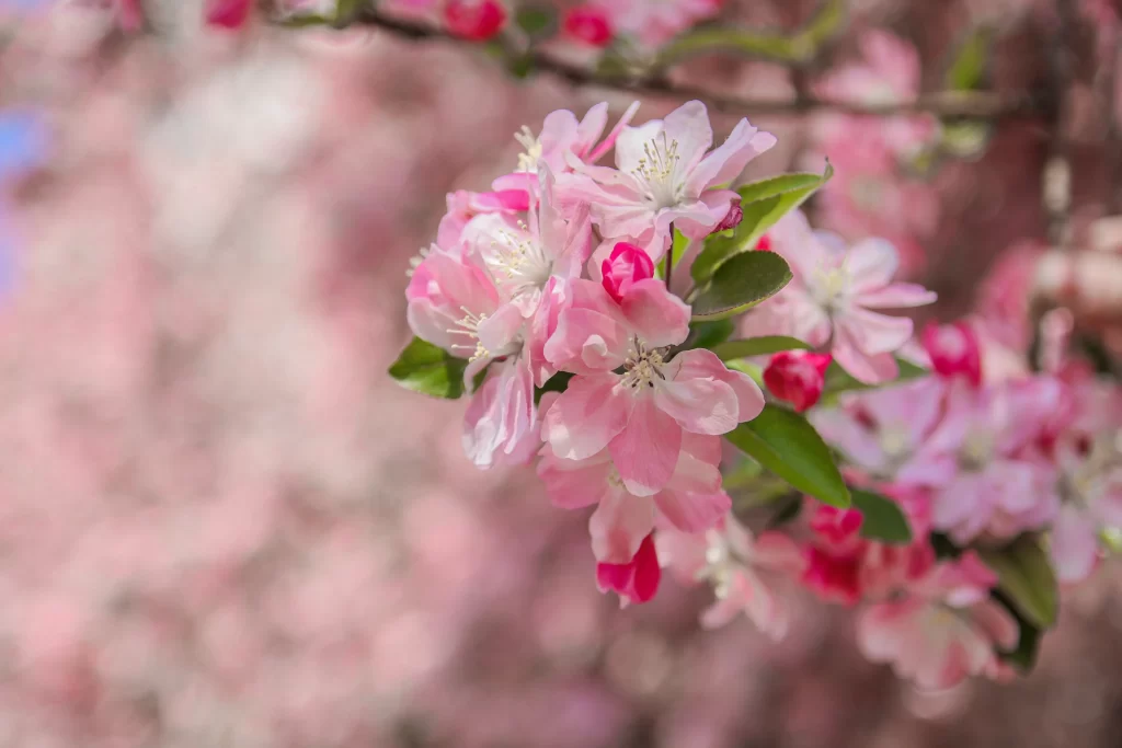 Pink Crabapple Blossom Petals warm Blooming