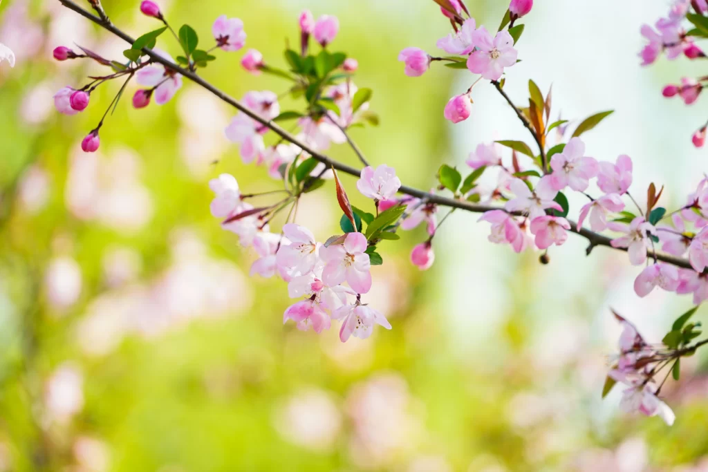 Pink Crabapple Blossom Petals warm Branch