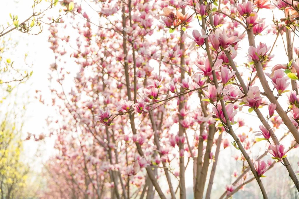Pink Crabapple Blossom Petals gray Branches