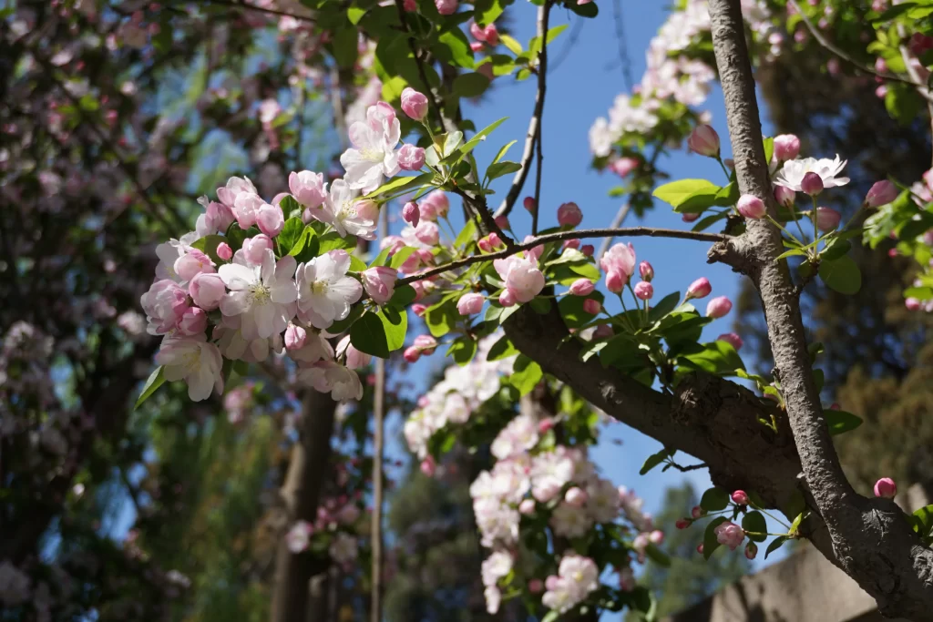 Pink Crabapple Blossom Petals Branches Blue gray Sky