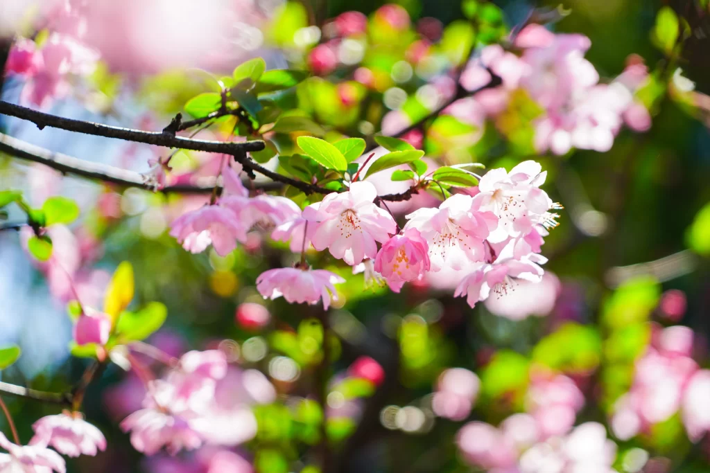Pink Crabapple Blossom Petals warm Sunlight