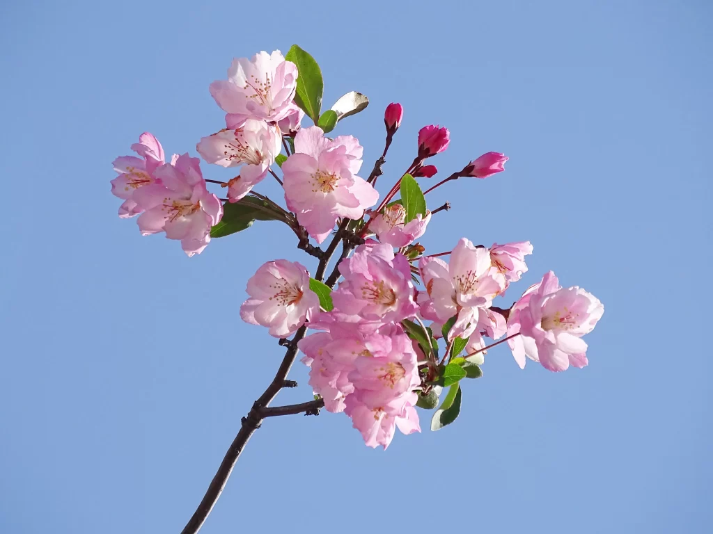 Pink Crabapple Blossom Petals Branch cool Sky