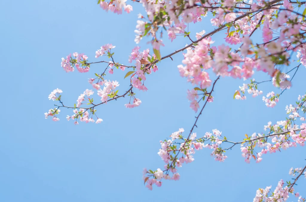 Pink Crabapple Blossom Petals Branches cool BlueSky