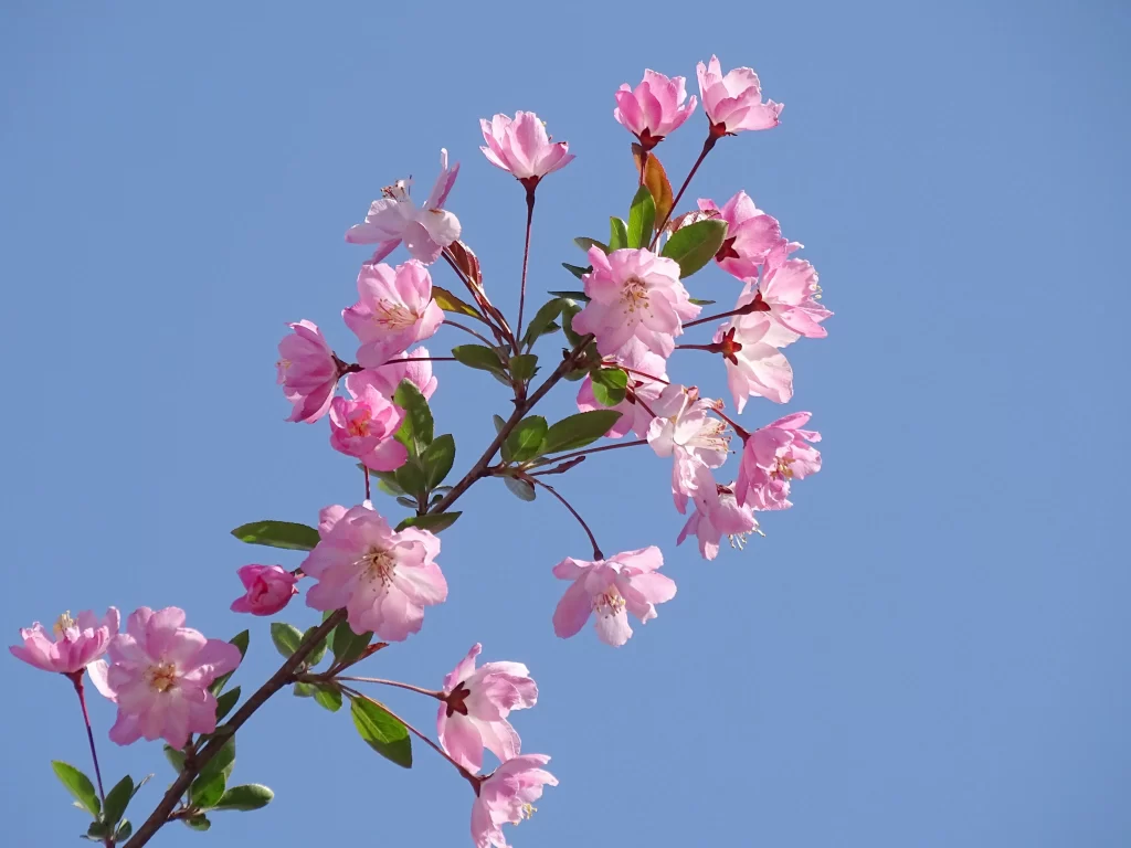 Pink Crabapple Blossom Petals Branch Blue cool Sky