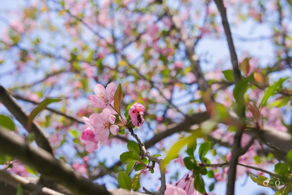 Pink Crabapple Blossom Petals gray Branches