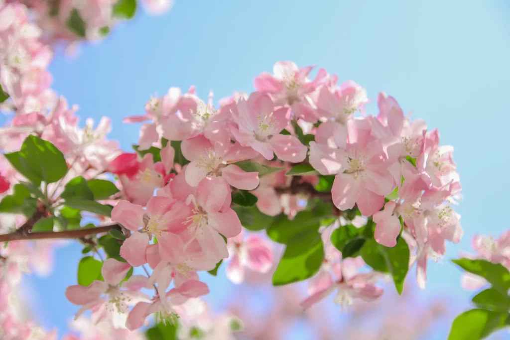 Pink Crabapple Blossom Petals Green Leaves Blue gray Sky