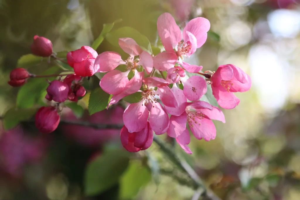 Pink Crabapple Blossom Petals Blooming Nature
