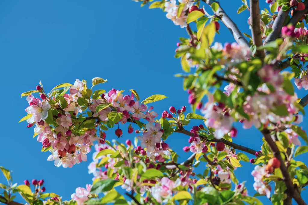 Pink Crabapple Blossom Petals Branches Blue cool Sky