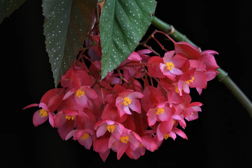 Pink Crabapple Blossom Petals Yellow Stamens Green dark Leaves
