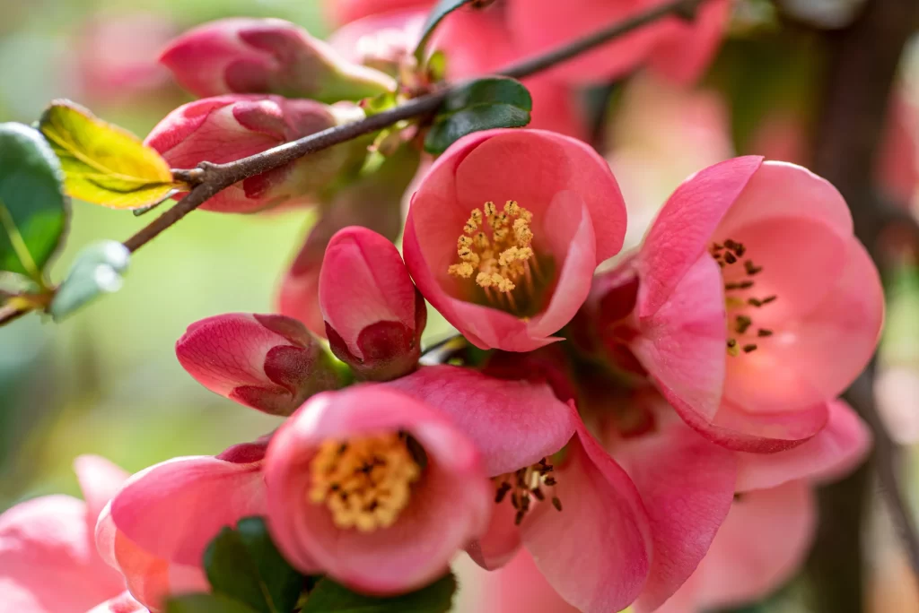 Pink Crabapple Blossom Petals Yellow warm Stamens