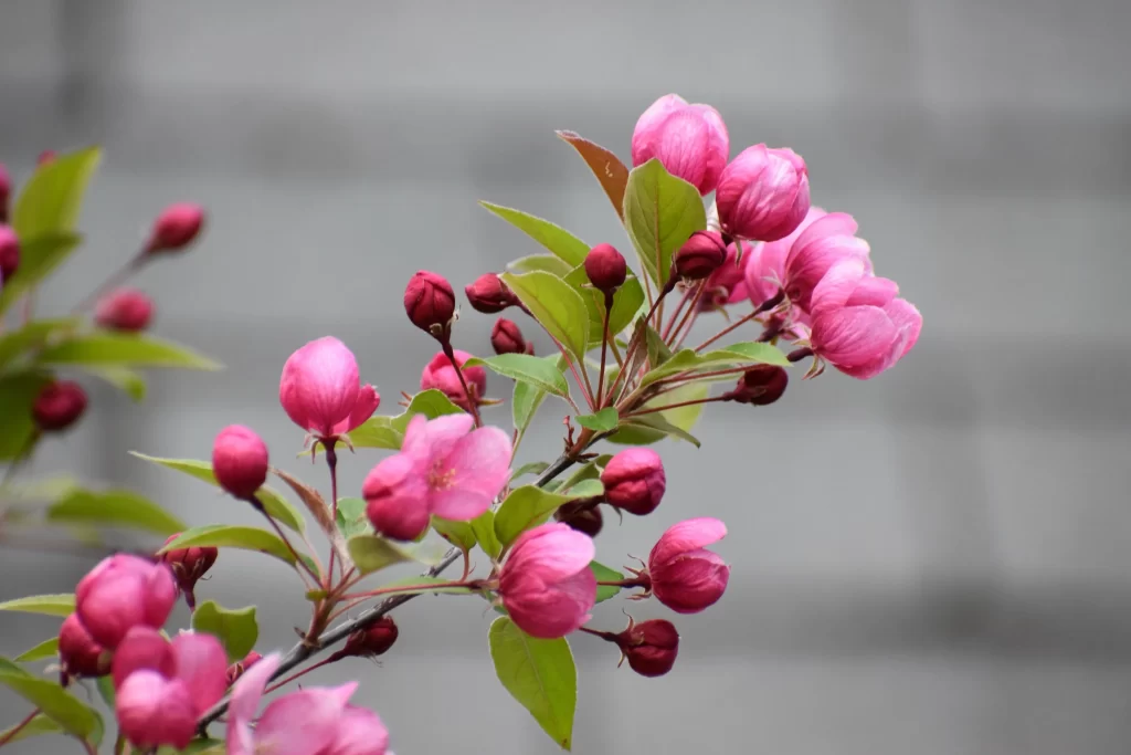 Pink Crabapple Blossom Petals gray Bud