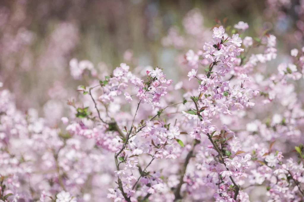 Pink Crabapple Blossom Petals gray Delicate