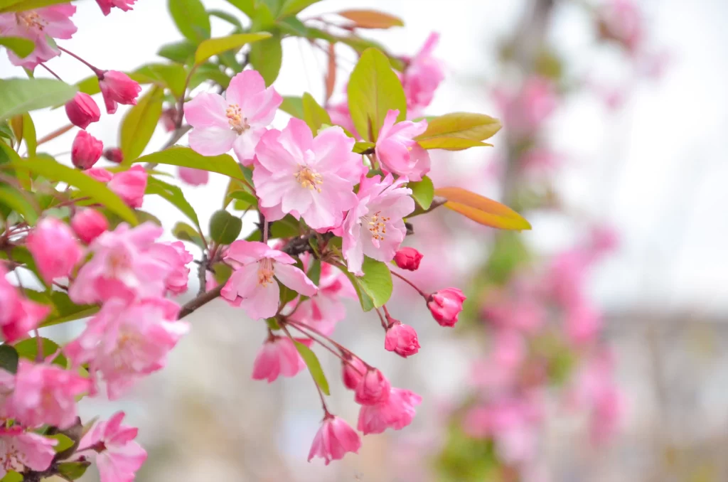 Pink Crabapple Blossom Petals warm Branches