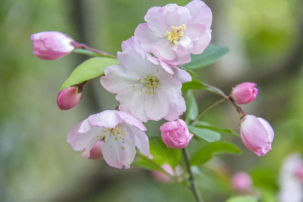 Pink Crabapple Blossom Petals Yellow Stamen Green gray Leaves