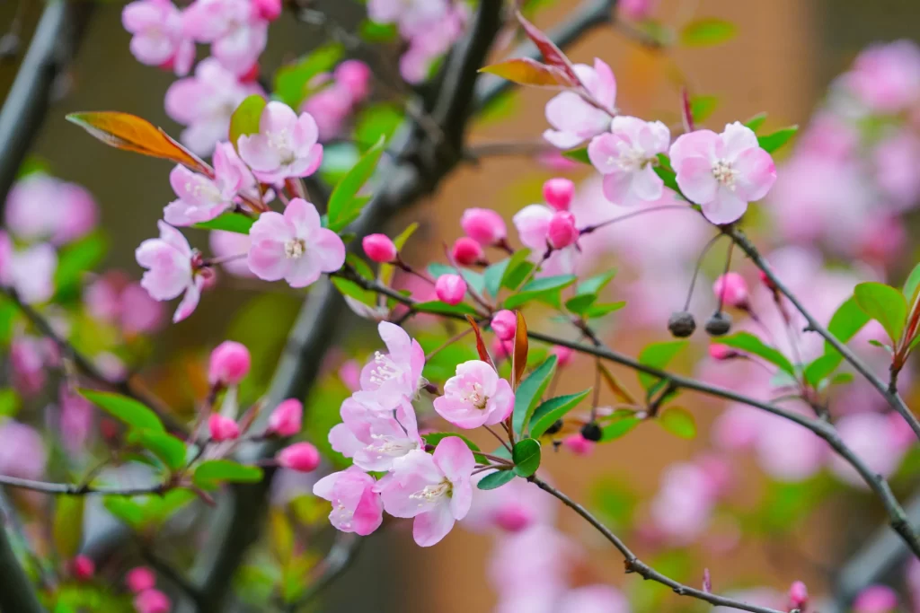Pink Crabapple Blossom Petals Branches Blooming