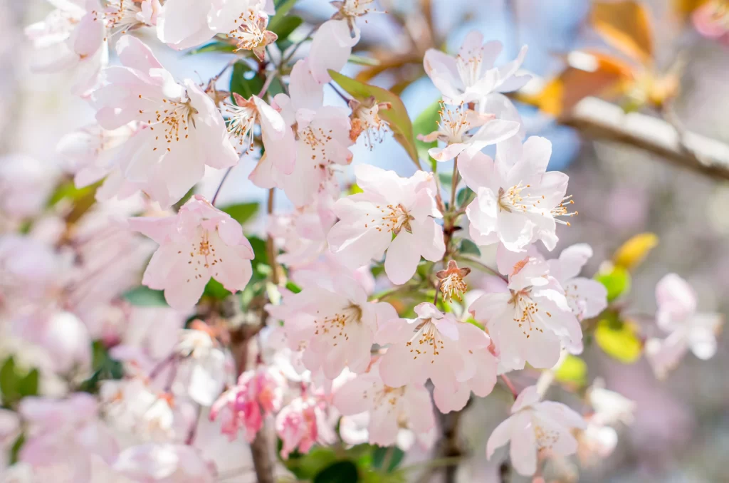 Pink Crabapple Blossom Petals gray Delicate