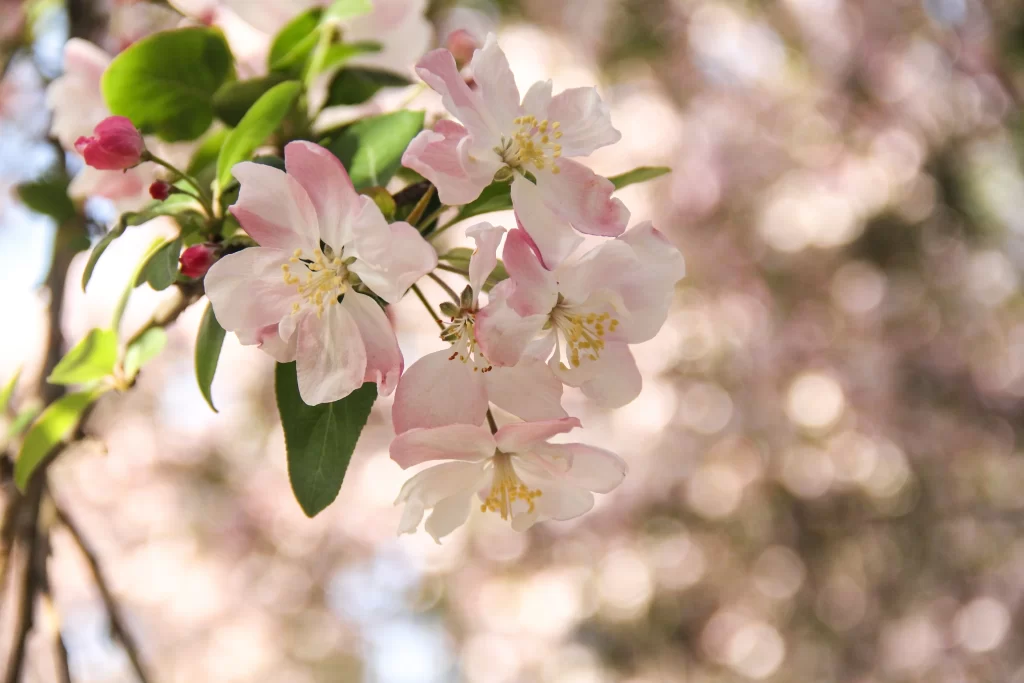 Pink Crabapple Blossom Petals Yellow gray Stamens