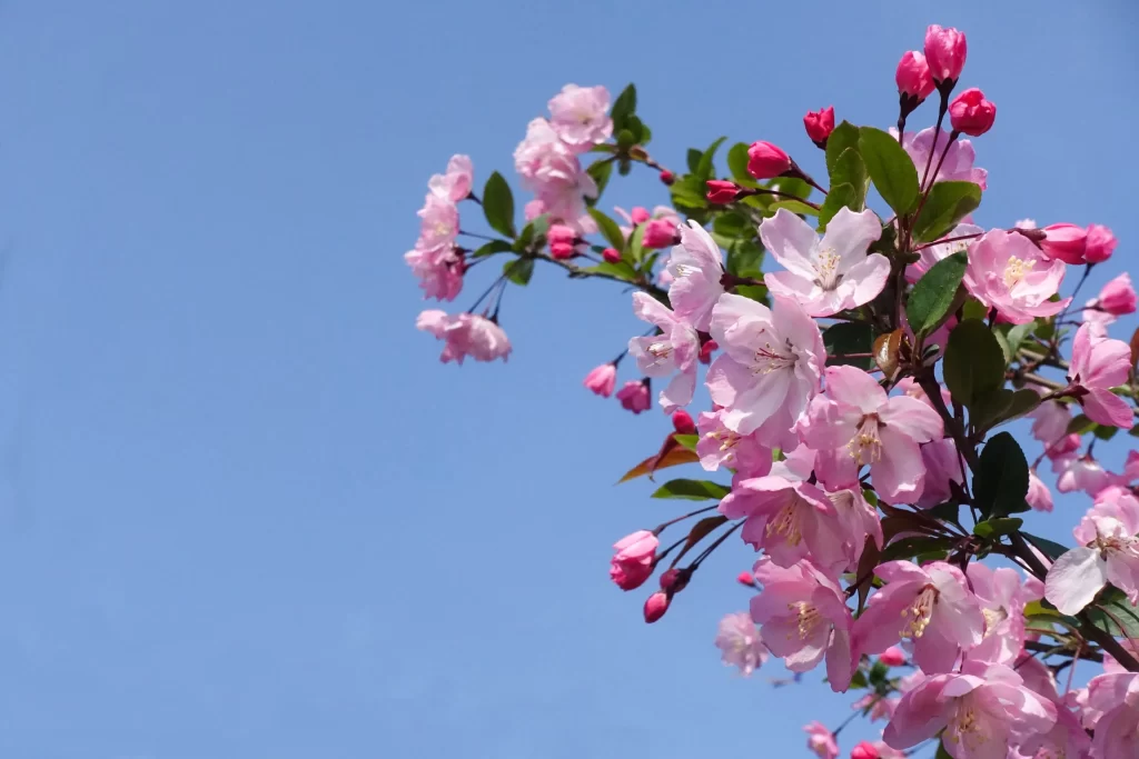 Pink Crabapple Blossom Petals Branches Blue cool Sky