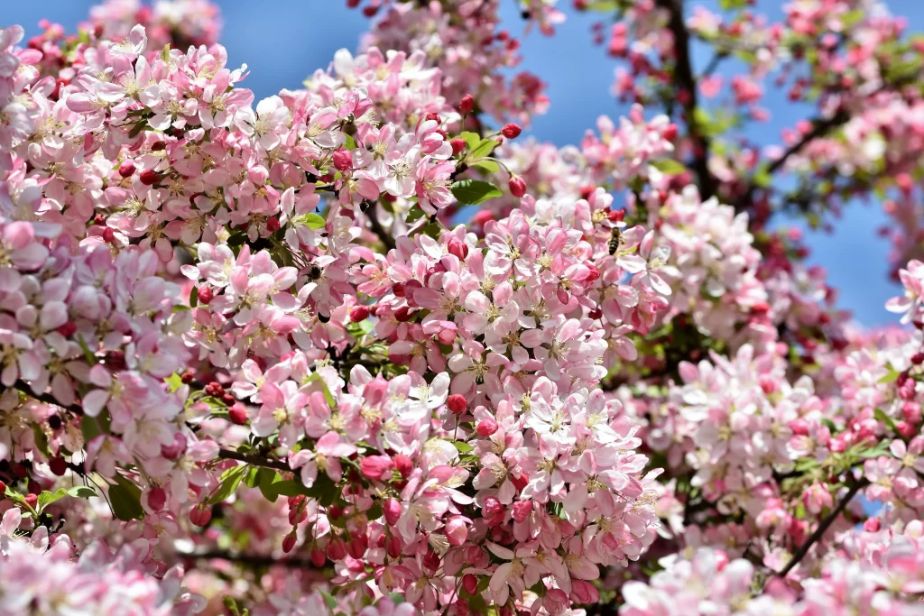 Pink Crabapple Blossom Petals warm Blooming