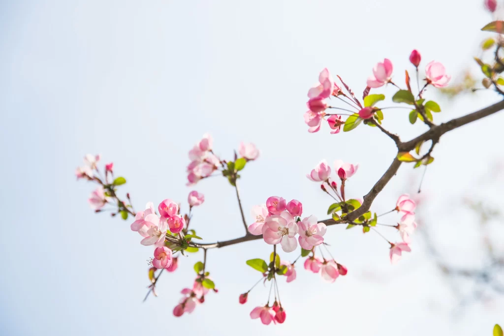 Pink Crabapple Blossom Petals white Branch