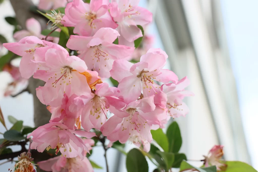 Pink Crabapple Blossom Petals gray Blooming