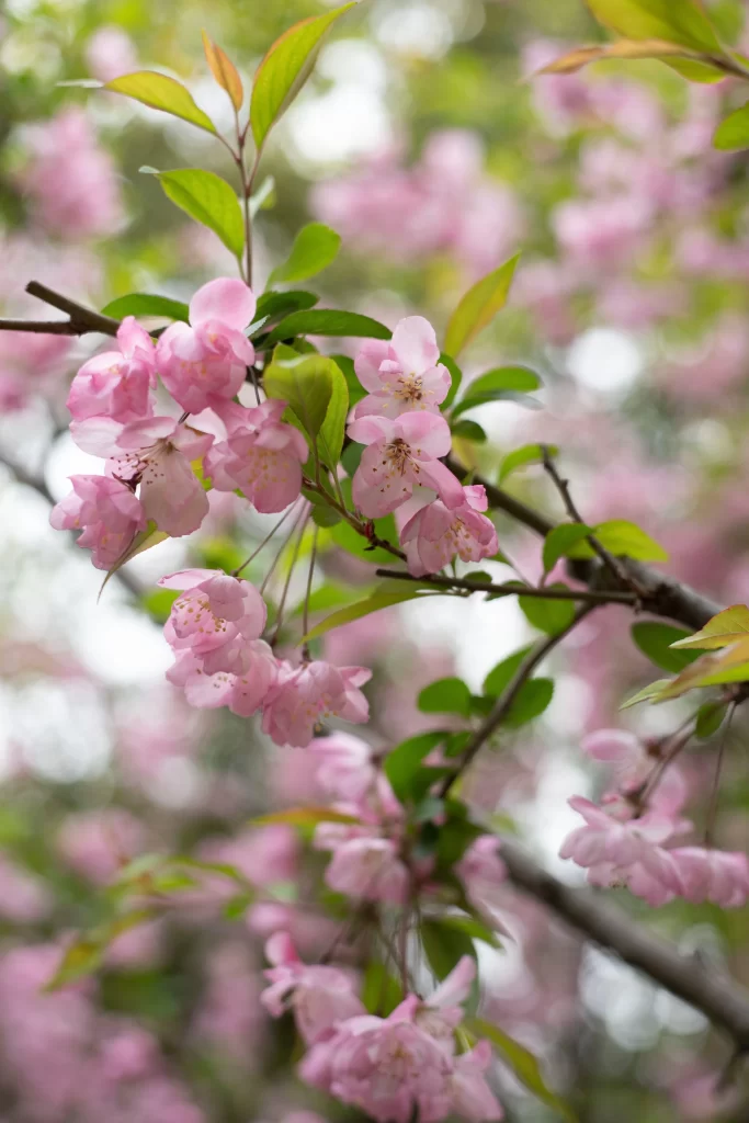 Pink Crabapple Blossom Petals gray Branches