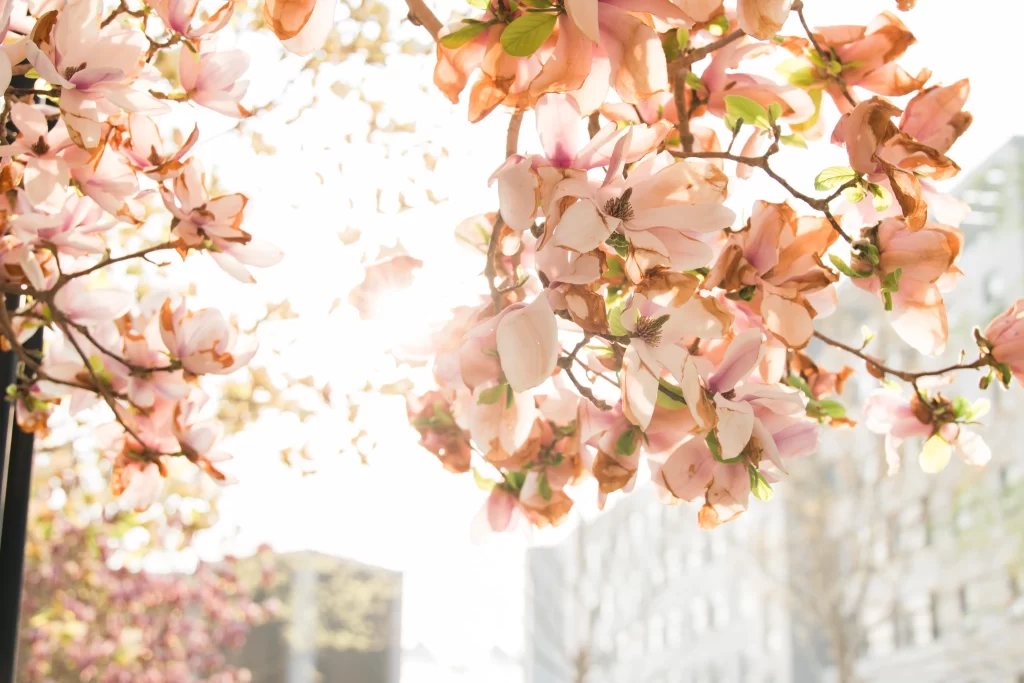 Pink Crabapple Blossom Petals gray Sunlight