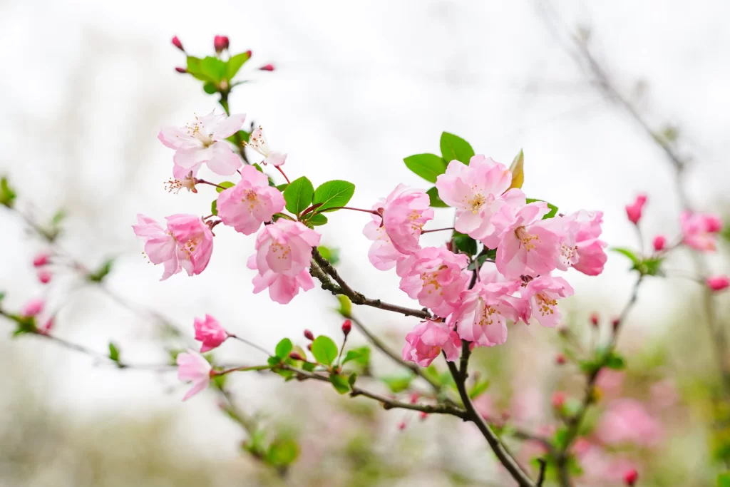 Pink Crabapple Blossom Petals gray Branches