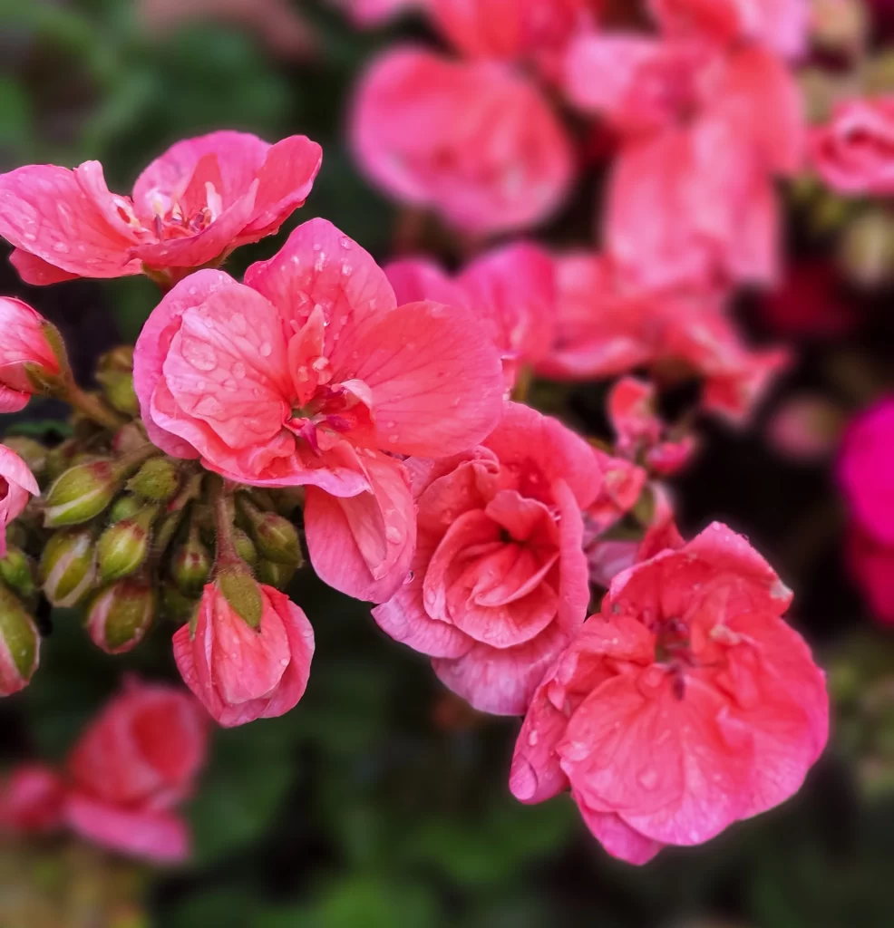 Pink Crabapple Blossom Petals warm Dewdrops