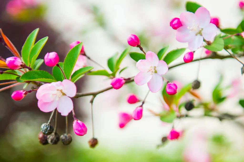 Pink Crabapple Blossom Petals Buds Green gray Leaves