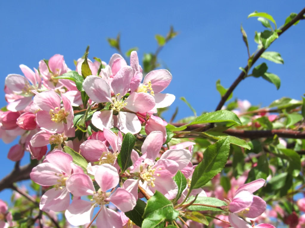Pink Crabapple Blossom Petals Yellow Stamen Green gray Leaves