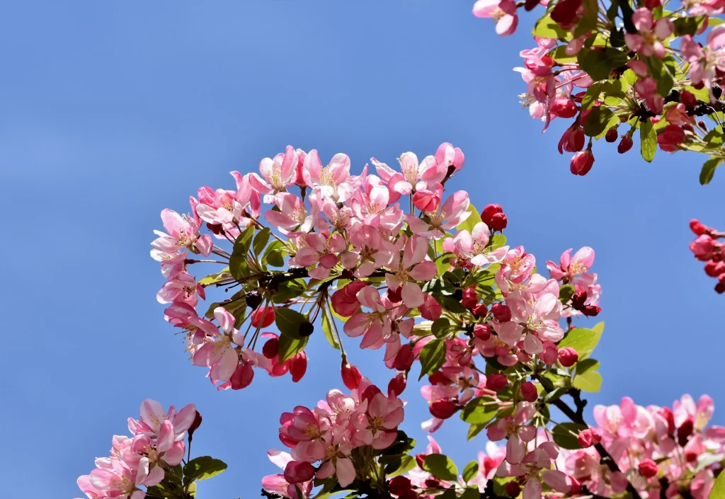Pink Crabapple Blossom Petals Branches cool BlueSky