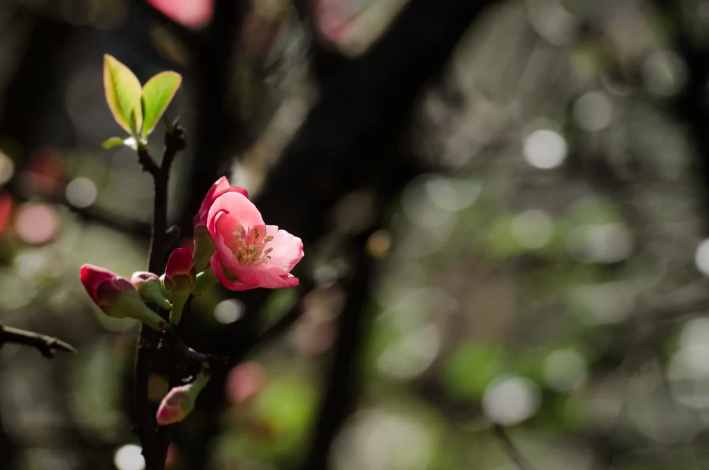Pink Crabapple Blossom Petals gray Branches
