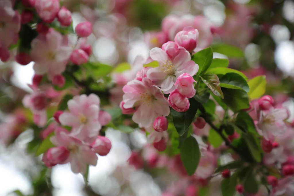 Pink Crabapple Blossom Petals Bud Green gray Leaves