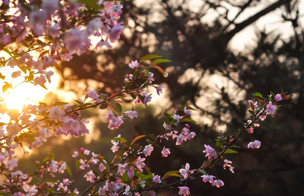 Pink Crabapple Blossom Petals Branches gray Sunlight